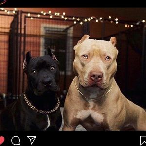 Meet your Posher, Paulo